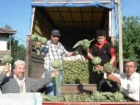 Taraklı Enginarı Farklıdır
