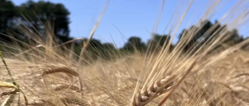 Hüsamettin ÇAĞLAR Kapak Resmi