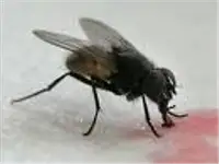 Karasinek Tedirginliği
