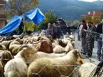 O, Pazarda Küçükbaş Hayvan Satıyor