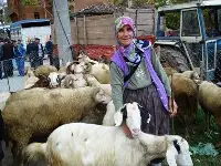 O, Pazarda Küçükbaş Hayvan Satıyor