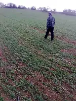 Üretici Tarladaki Buğday'dan Umutlu