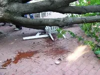 Kestane Ağacı Devrildi