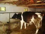 Taraklı'da 5.500 Büyükbaş Hayvana Şap Aşısı Yapıldı