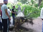 Kestane Ağacı Devrildi