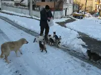 Sokağındaki Kedi ve Köpekleri Besliyor