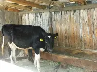 Şap Aşısı