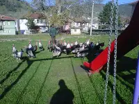 Yılbaşı Hindileri Görücüye Çıktı