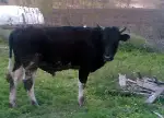 Jandarma'dan hayvan hırsızlarına darbe