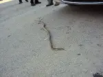Otomobil Motoruna Giren Yılan