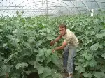 Seracılık Revaçta