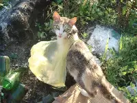 Objektife Takılan