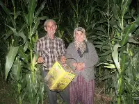 Teneke İle Yabani Hayvan Nöbeti