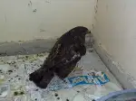 Yaralı Bulunan Şahin' in Tedavisi Sürüyor