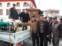 Taraklı'da Hindi Fiyatları 150 ile 200 Lira Arasında Değişiyor