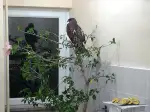 Yaralı Bulunan Şahin' in Tedavisi Sürüyor