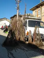 Fidan Satışları Başladı