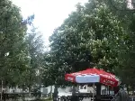 Kestane Ağaçlarında Muhteşem Görüntü