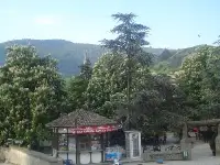 Kestane Ağaçlarında Muhteşem Görüntü