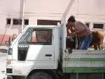 Ahırdan Kaçan Düve Zor Yakalandı