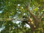 Tescilli Çınar Ağacı  Yangın Tehlikesi Atlattı