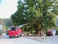 Tescilli Çınar Ağacı  Yangın Tehlikesi Atlattı