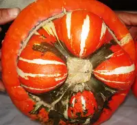 Objektife Takılan