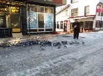 Güvercinlere Yem Takviyesi