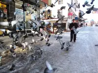 Güvercinlere Yem Takviyesi