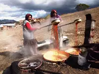 Sakin Kent Taraklı'da Bağ Bozumu