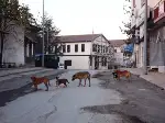 Mümkümlü'de Köpeklerle baş etmek Ne Mümkün!