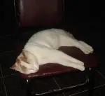 Objektifimize Takılan