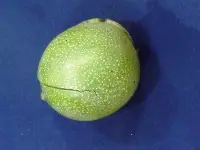 Bu Mevsimde Ağaçta Yaş Ceviz