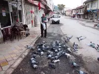 Güvercinlere Yem Atmak Huzur Veriyor