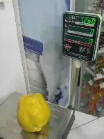 1 KİLO 260 GRAM AĞIRLIĞINDA AYVA :