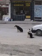 Başıboş Köpekler Sıkıntı Yaratmaya Devam Ediyorlar.