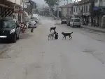 Başıboş Köpekler Sıkıntı Yaratmaya Devam Ediyorlar.