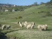 Karagöl Yaylası ve Meralar.