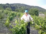 Bağlar Budanıyor