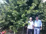 Dallar Bastı Kiraz