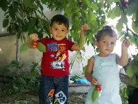 Dallar Bastı Kiraz