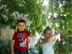 Dallar Bastı Kiraz