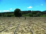 Enginar Dikimi Başladı