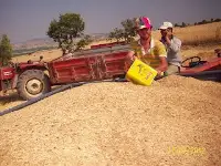 Tarım  Arazilerinde Hasat Başladı