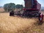 Tarım  Arazilerinde Hasat Başladı