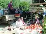 Domates Yetiştiricilerinin Yüzü Gülüyor