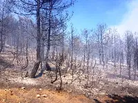 Taraklı'da 5 Hektar Çamlık Alan Kül Oldu