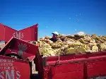 Ayçiçekteki Verim Üreticiyi Sevindirdi: