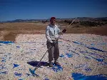 Ayçiçekteki Verim Üreticiyi Sevindirdi:
