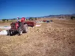 Ayçiçekteki Verim Üreticiyi Sevindirdi: